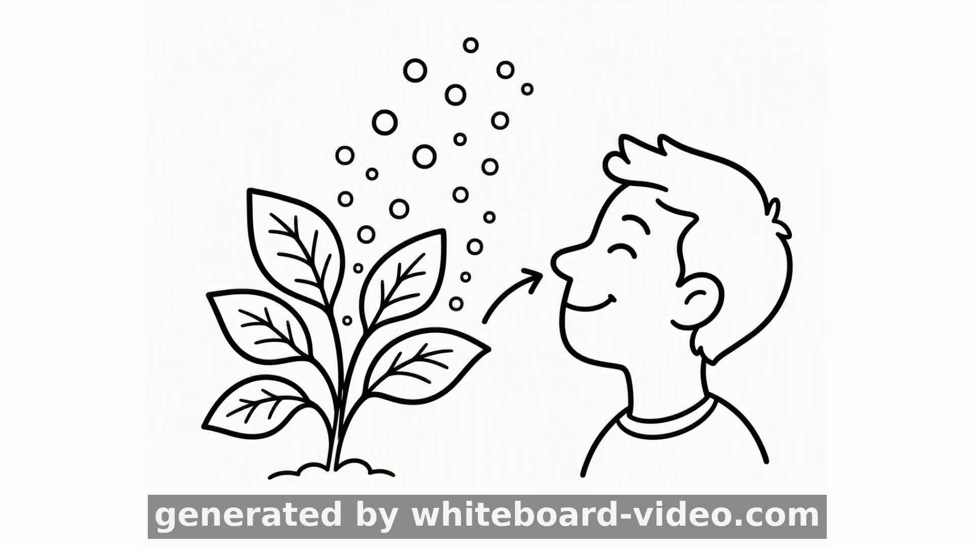 How Photosynthesis Works