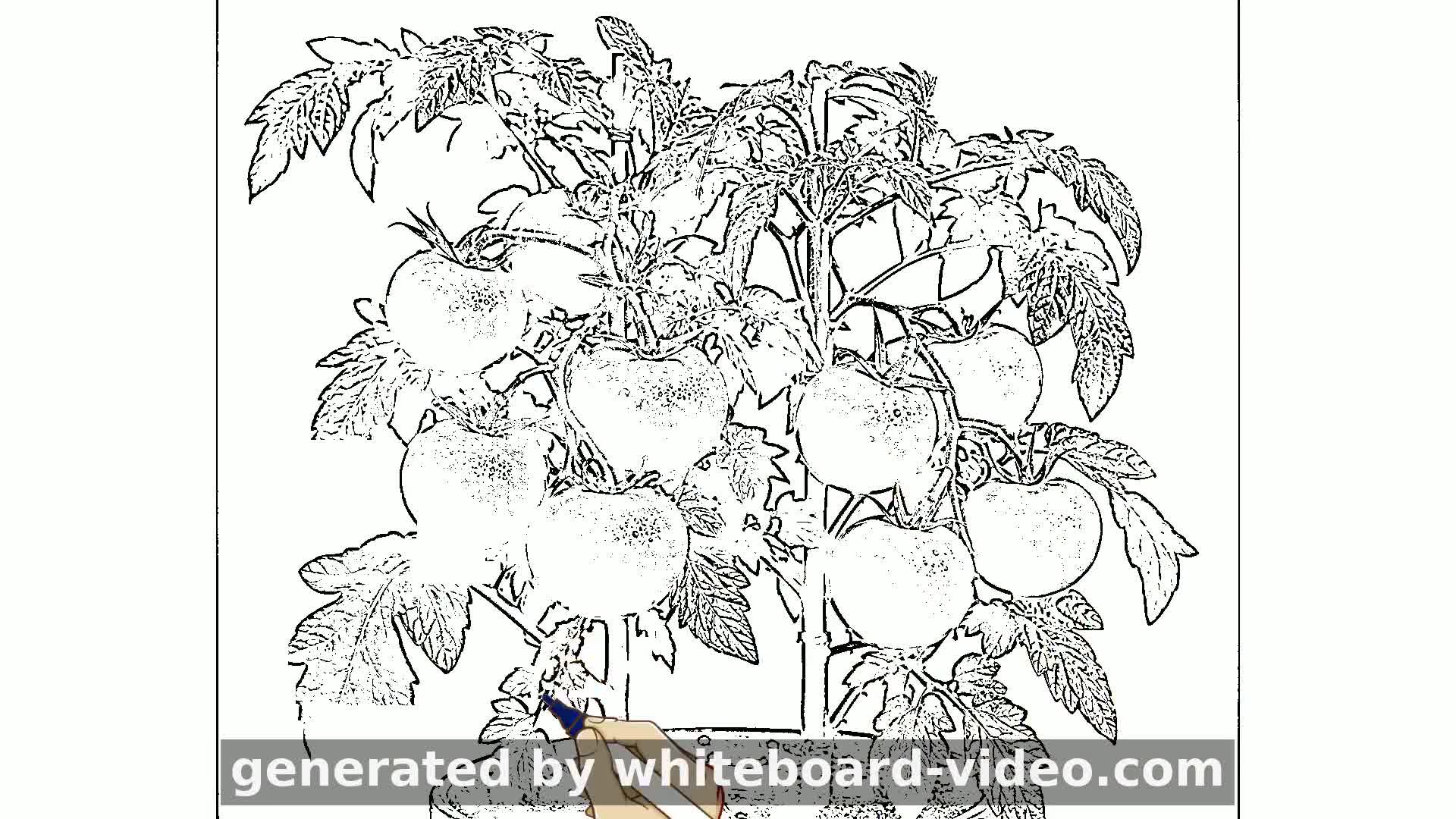 El Secreto de la Poda del Tomate